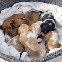 Dachshund puppies from Lucy’s Dachshund Home