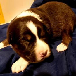Australian Shepherd Puppies from Fosterwood Farm