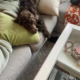 Dachshund, Labradoodle, and Labrador Retriever All Grown Up from Muddy Bay Kennels