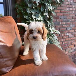 Chip - Blenheim male Cavapoo puppy in Tulsa, Oklahoma from The Poodle Co. Raising Doodles & Poodles