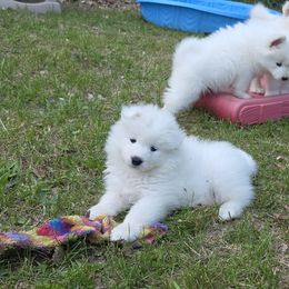 Samoyed Puppies from Limelight Samoyeds