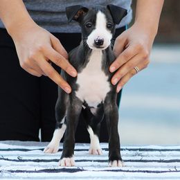 Italian Greyhound Puppies from Macabre Italian Greyhounds