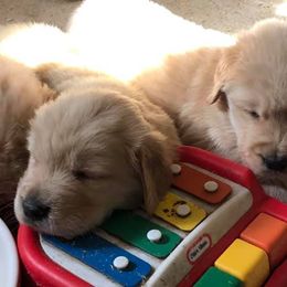 Golden Retriever Puppies from Tahnee Golden Retrievers