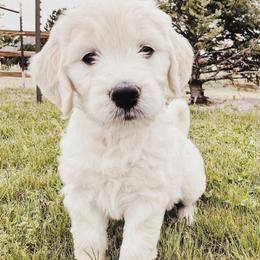 Bernedoodle, Goldendoodle, and Poodle All Grown Up from Best Quality Doodles