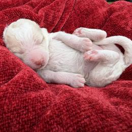 Dolly - Parti female Labradoodle puppy in St George, Utah from Terra's Swann's Kennels