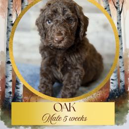 Oak - Chocolate male Goldendoodle puppy in Redmond, Oregon from Bourbon and Lace Doodles