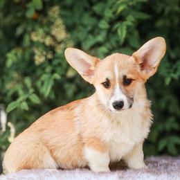 Green collar - Red male Pembroke Welsh Corgi puppy in Caliente, California from Rafter Cross 7