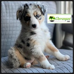 Australian Shepherd Puppies from Cherangani Hills Australian Shepherds