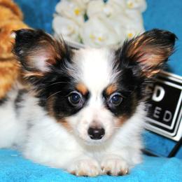 Jack - White black and tan male Papillon puppy in Neosho, Missouri from Ms. Barbs Puppies