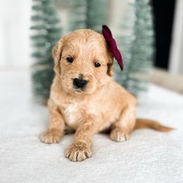 Barbie - Apricot female Goldendoodle puppy in Sterling, Illinois from Charley's Goldendoodles