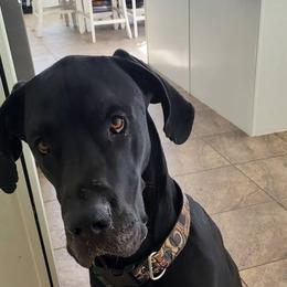 Loki - Great Dane