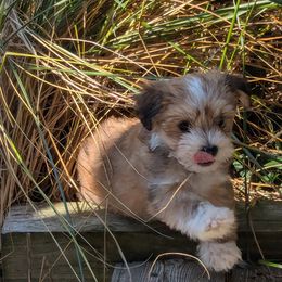Havanese Puppies from Chaenzo