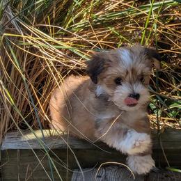 Havanese Puppies from Chaenzo