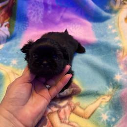 Aladin - Black male Shih Tzu puppy in Fort Myers, Florida from Donna's Puppies