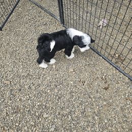Emi - Black and white female Tibetan Terrier puppy in Dorena, Oregon from Angel Tibetans Of Oregon
