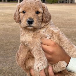 Goldendoodle Puppies from Deanna Ray