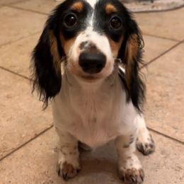 Feyre - Dachshund