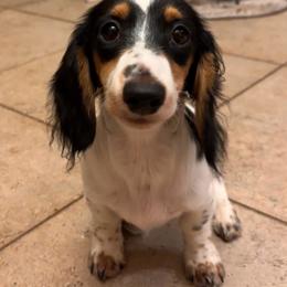 Feyre - Dachshund