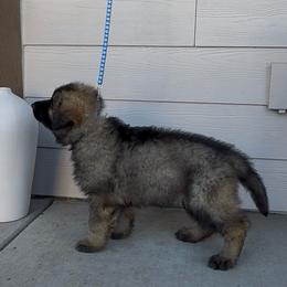 Prince (Dark Blue) - Gray sable male Shiloh Shepherd puppy in Vancouver, Washington from North By Northwest Shilohs “NBNW”