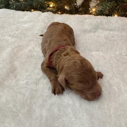 Megan - Red  female Poodle puppy in Vilonia, Arkansas from Donna’s Pretty Poodles