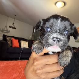 Shorkie Puppies from Sharlena Henderson