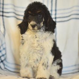 Cocoa - Parti female Poodle puppy in Delta, Colorado from PTK Ranch
