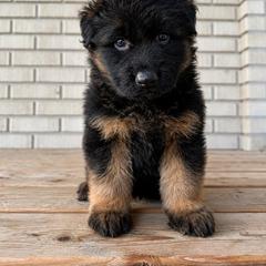 Kaiser - Black and red male German Shepherd puppy in Herriman, Utah from VMS Shepherds