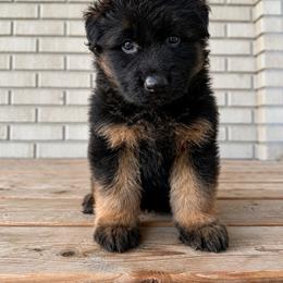 Kaiser - Black and red male German Shepherd puppy in Herriman, Utah from VMS Shepherds