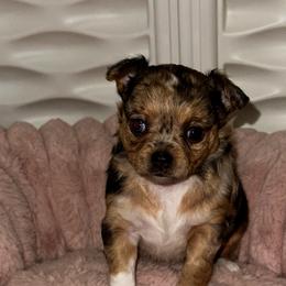 Bluey - Blue merle female Chihuahua puppy in Burleson, Texas from Luxe Paradise House of Chi
