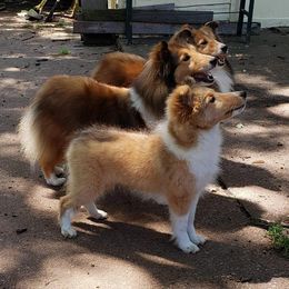 Shetland Sheepdogs from Starlight Shelties