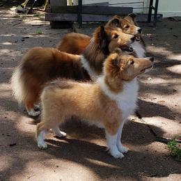 Shetland Sheepdogs from Starlight Shelties