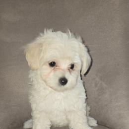 Serenity - Cream female Maltipoo puppy in Brooksville, Florida from DeVall Maltipoos