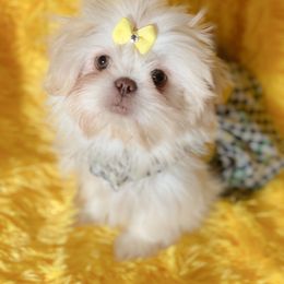 Storm - Shih Tzu