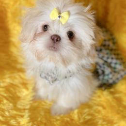 Storm - Shih Tzu