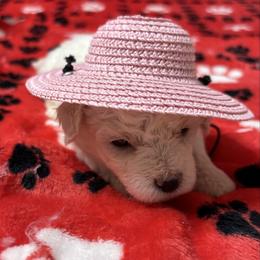Roxy - yellow collar - White female Bichon Frise puppy in 63101 (St. Louis Metro Area), Missouri from BichonSTL