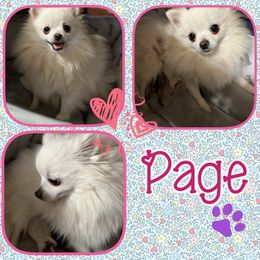 Page - Pomeranian