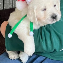 Golden Retriever Puppies from Kansas Prairie Pups