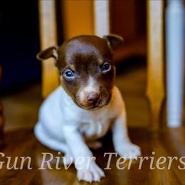 Chocolate boy - White, chocolate and tan male Rat Terrier puppy in Allegan, Michigan from Gun River Terriers