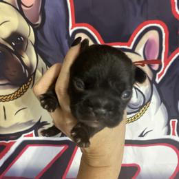 Spruce - Brindle boy 2 - Brindle and white male French Bulldog puppy in Grand Praire, Texas from Von Darr Kennels