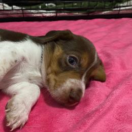 Boy 2 Black - Black and white male Beagle puppy in Crestview, Florida from Alicia's Beagles