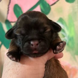 Roxy - Chocolate female Shih Tzu puppy in Wilkesboro, North Carolina from Frannie and Annie Shih Tzu Babies