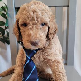 Henry (Dark Blue Collar) - Apricot male Goldendoodle puppy in Lincoln, California from Lincoln Goldendoodles