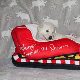 Opal -Hot Pink - White female German Shepherd puppy in Grimes County, Texas from Double H German Shepherds