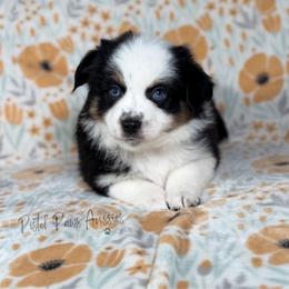 Love Bug - Black tri female Toy Australian Shepherd puppy in Liberty Hill, Texas from Pistol Paws Aussies