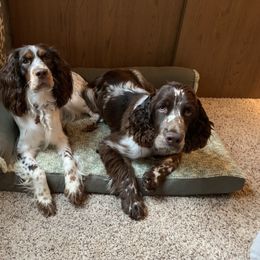 English Springer Spaniel Puppies from RoseMarie James Springer Spaniels