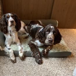 English Springer Spaniel Puppies from RoseMarie James Springer Spaniels