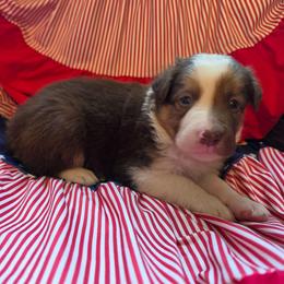 Hero - Tri-color male Border Collie puppy in Watsontown, Pennsylvania from Kate Gresham