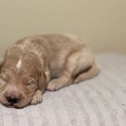 Double Doodle, Goldendoodle, Labradoodle, and Poodle Puppies from Amore Doodles & Poodles