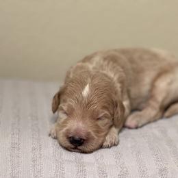Double Doodle, Goldendoodle, Labradoodle, and Poodle Puppies from Amore Doodles & Poodles