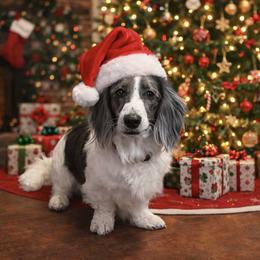 Dodger - Black and tan male Dachshund puppy in Lincoln, Arkansas from Red Dirt Dachshunds